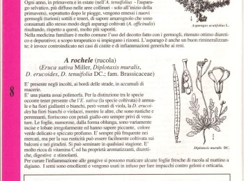 Figura 4 – Descrizione dell’asparago. Fonte: “I fogghie de fore” (Anonimo, 1995).