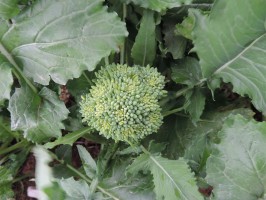 Nomi e curiosità delle ‘cime di rapa’, il PAT più famoso di Puglia