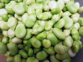 Fave fresche di Puglia: un PAT tutto da… sgranare!