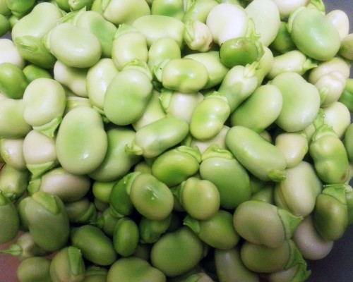 Fave fresche di Puglia: un PAT tutto da… sgranare!