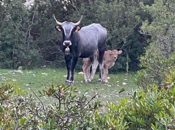Figura 1 - Mamma e vitello di razza 'Podolica' al pascolo. Fonte: Masseria Colombo in Mottola (TA).
